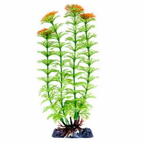 Sinker Plant Ambulia Medium