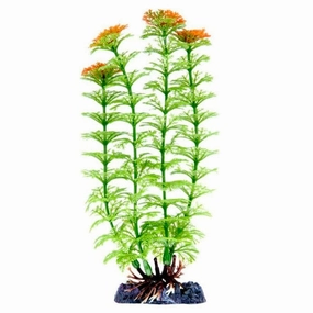 Sinker Plant Ambulia Medium