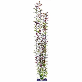 Sinker Plant Blooming Ludwigia Red Giant