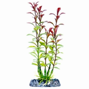 Sinker Plant Blooming Ludwigia Red Small