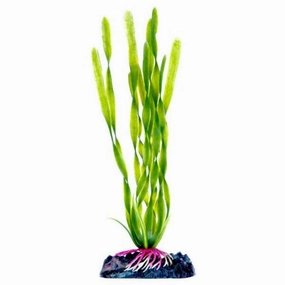 Sinker Plant Corkscrew Val Small