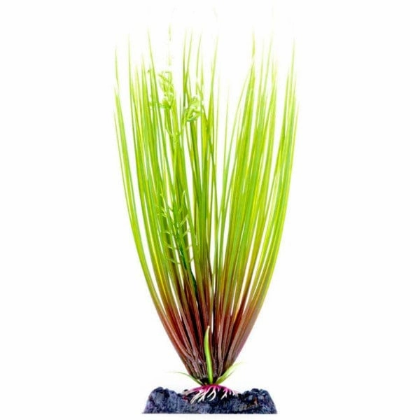 Sinker Plant Hair Grass Large