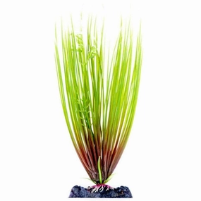 Sinker Plant Hair Grass Large