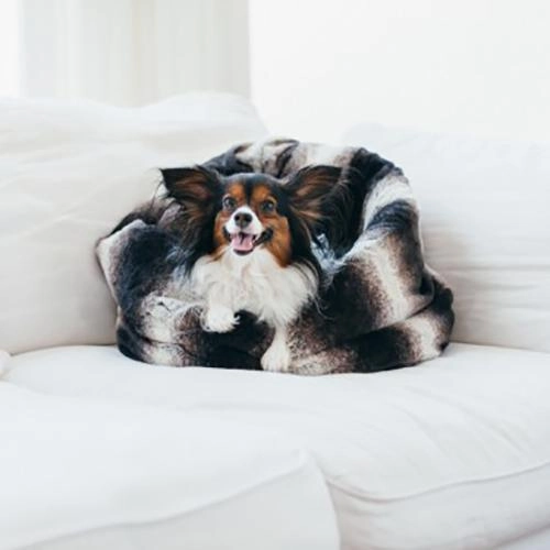 Snuggle Dog Bed Graphite Black