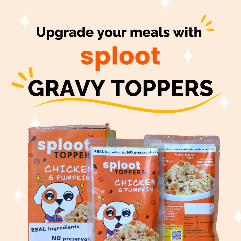 Sploot Chicken and Pumpkin Flavour Real Chicken Chunk in Gravy Dog Wet Food