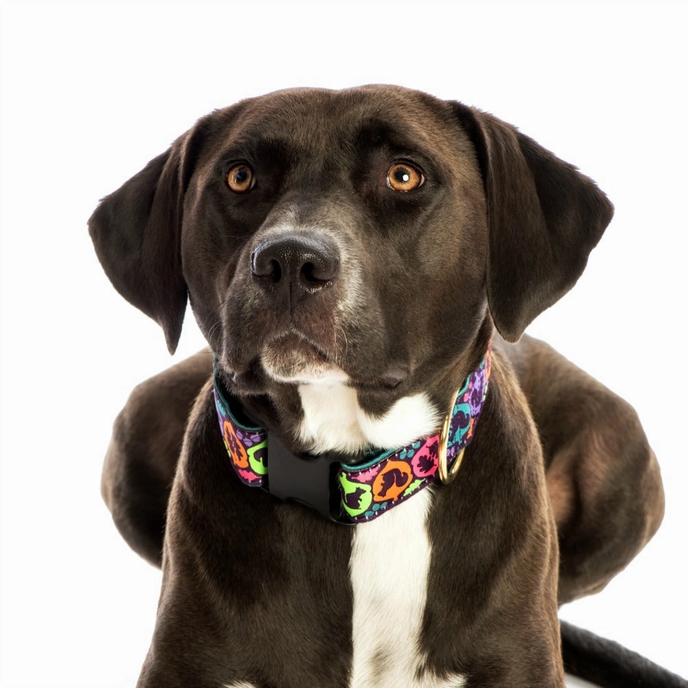 Squirrel Dog Collar