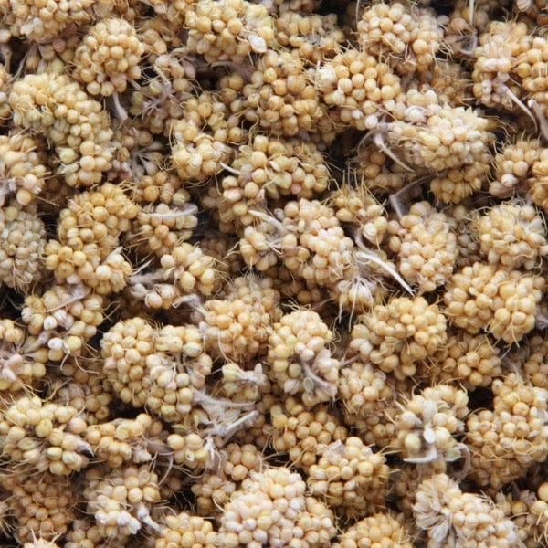 Sunburst Millet Bits Gourmet Natural Bird Treats
