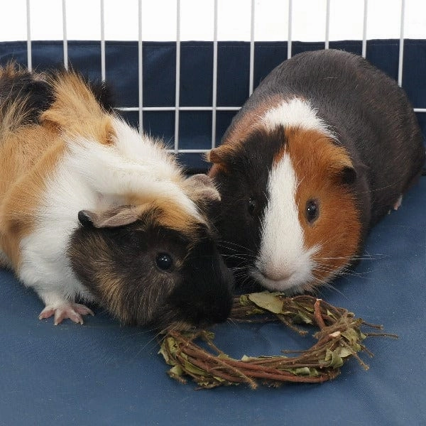 Ware Tea Time Wreath for Small Pets