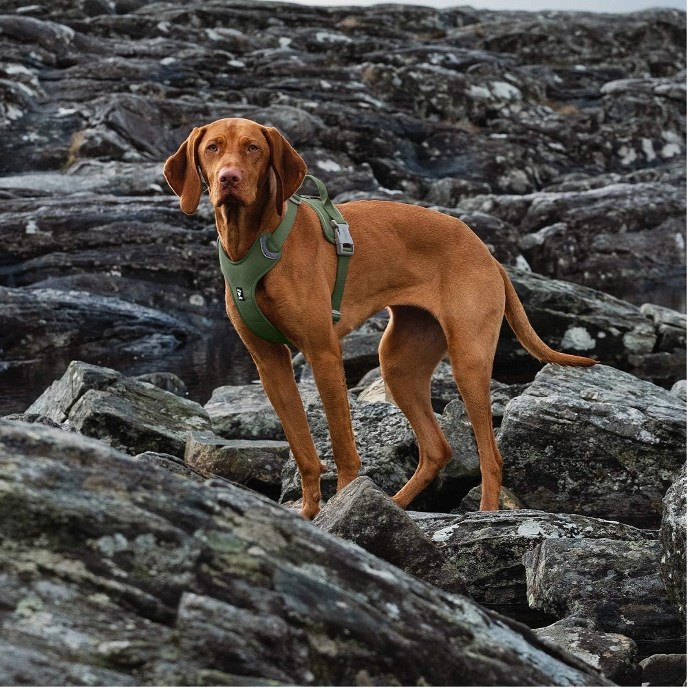 Weekend Warrior Dog ECO Harness