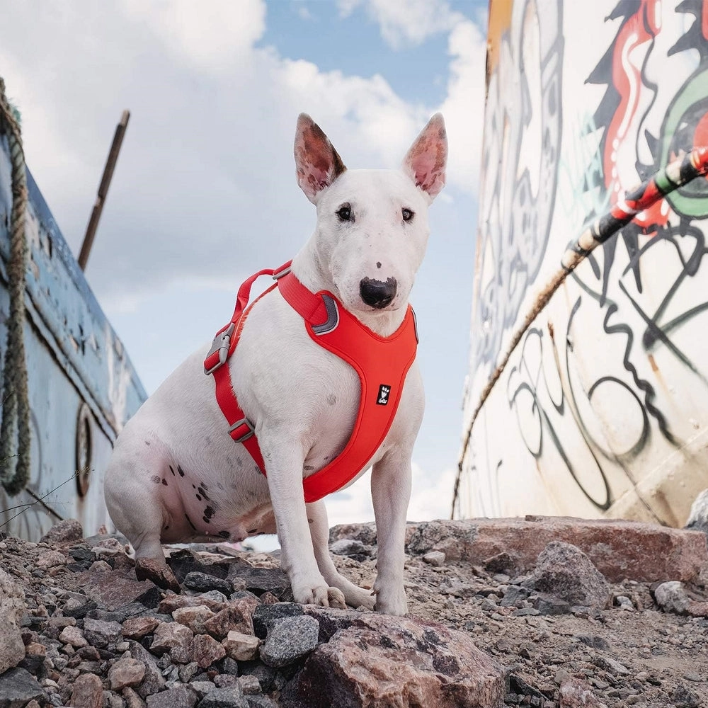 Weekend Warrior Dog ECO Harness