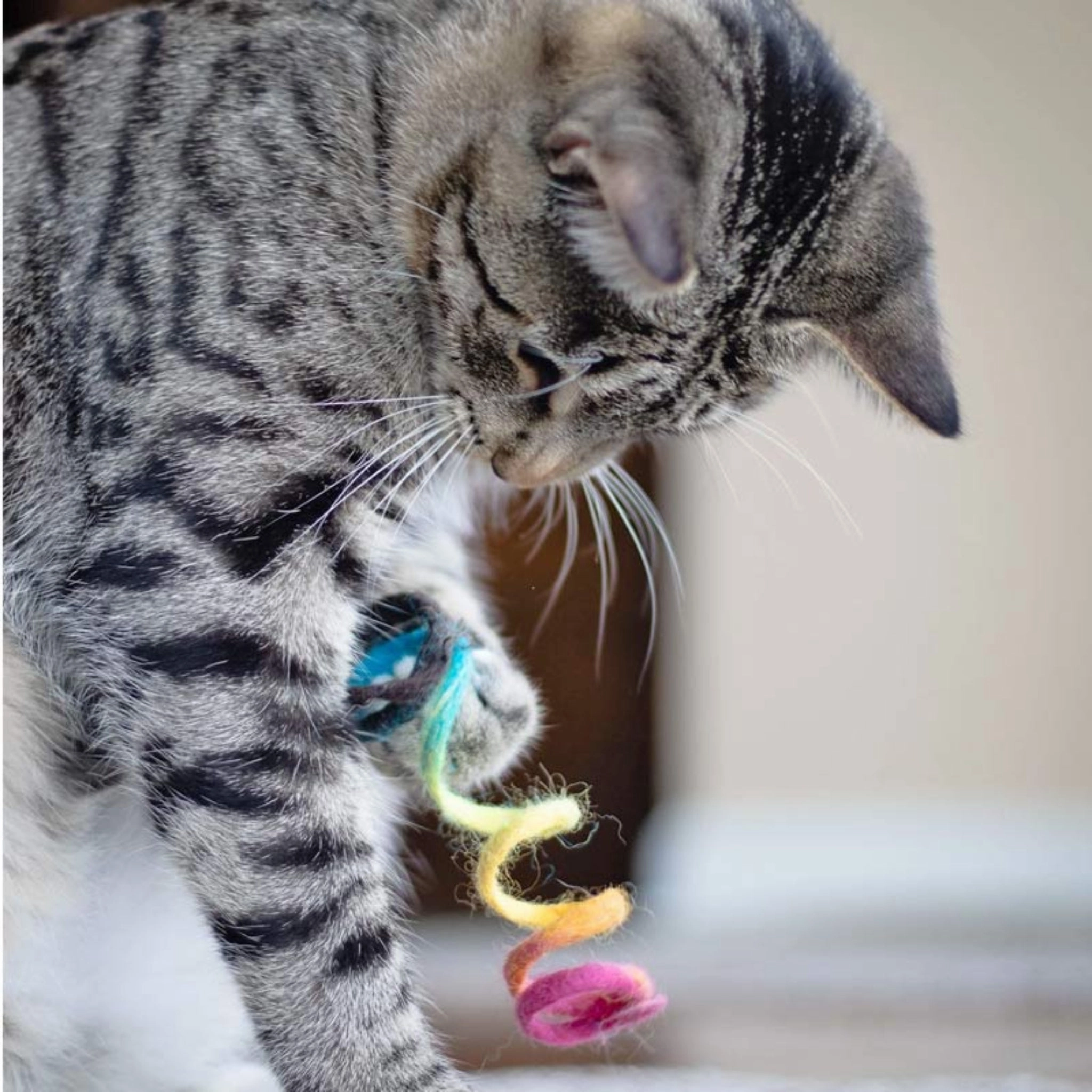 WET NOSE Spring Cat Toy