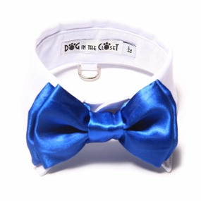 White Shirt Collar With Royal Blue Dog Bow Tie